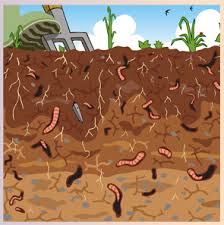 soil health