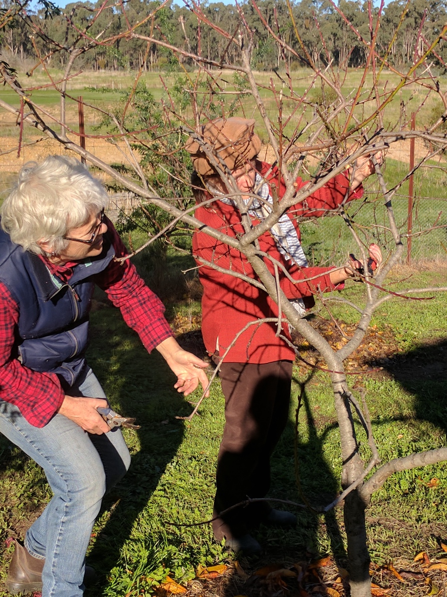 GreenGAGE pruning service Growing Abundance